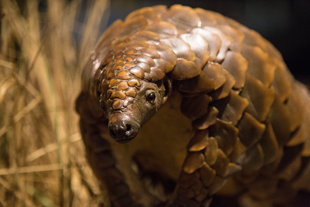 廣東率先修法“禁食野味”！5月起食用者最高處動(dòng)物價(jià)值20倍罰款